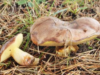 Punainen öljykannu: kuva ja kuvaus