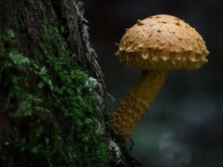 Liepsnos svarstyklės: nuotrauka ir aprašymas