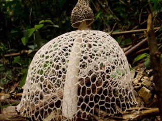 Sēņu tīklene: foto un apraksts