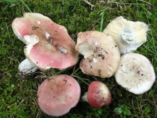 Morse russula: kuvaus ja valokuva