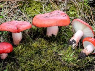 Russula auksinė: aprašymas ir nuotrauka