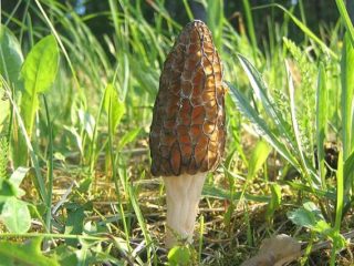 Valgomasis Morelio grybas: aprašymas ir nuotrauka
