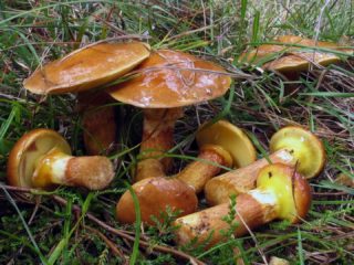 Mitä tehdä öljyllä keräyksen jälkeen: käsittely ja käsittely kotona