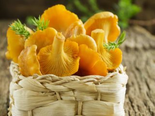 Chanterelle sebenar (biasa): seperti apa, keterangan