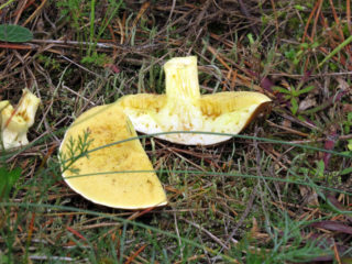 Wormy boletus: hva du skal gjøre med sopp