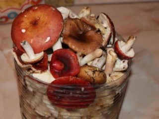 Hvordan salt russula hjemme