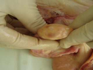 Lehmällä on corpus luteum: miten hoitaa