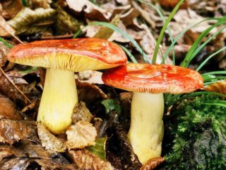 Russula aukso raudona: aprašymas ir nuotrauka