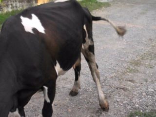 Seekor lembu tertinggal di kaki depan atau belakang: apa yang perlu dilakukan