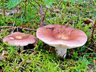 Russula grybas: nuotrauka, aprašymas ir rūšys