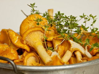 Cara garam chanterelles: resipi masakan rumah