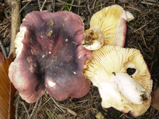 Turkijos russula: grybo aprašymas, nuotrauka