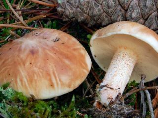 Bellini sviesto patiekalas: aprašymas su nuotrauka