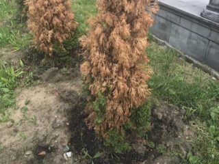 Tūjas slimības: pavasara ārstēšana no kaitēkļiem un slimībām, foto