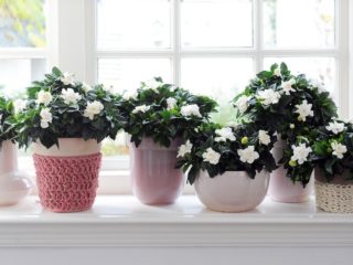 Florist månkalender för juli 2019