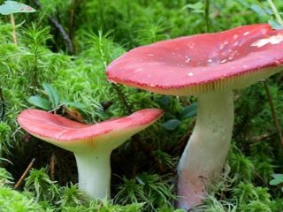 Ar galima rusulą valgyti žalią ir kodėl jie taip vadinami?