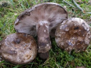 Karartma russula: açıklama ve fotoğraf