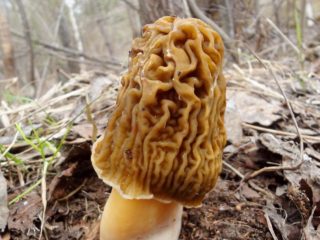 Mushroom morel cap: bilde og beskrivelse, spiselighet