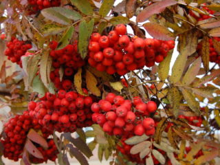 Pīlādžs: šķirnes ar fotogrāfijām un aprakstiem