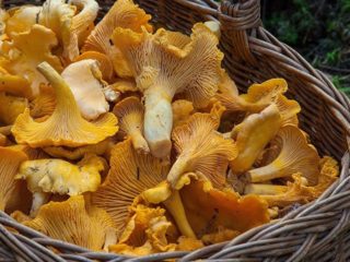 Voveraitės grybai ir šafrano pieno kepurės: skirtumai, nuotraukos