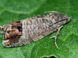 Mire on currants: cara bertarung, foto
