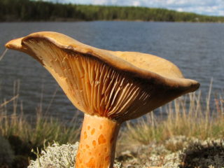 Missä sienet kasvavat, milloin kerätä ja miten löytää