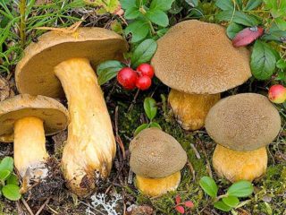 Grybų smagratis geltonai rudas: aprašymas ir nuotrauka