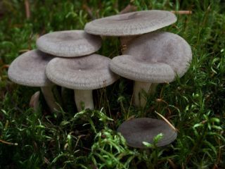 Melkepapillær (papillær melkesyre, stor): hvordan den ser ut, hvor og hvordan den vokser