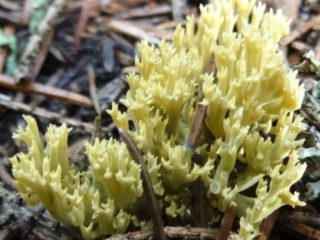 Kuusi hornetit (Feoklavulina fir): kuvaus ja valokuva
