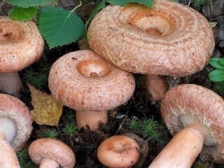 Ovatko aallot hyödyllisiä: koostumus, vasta-aiheet