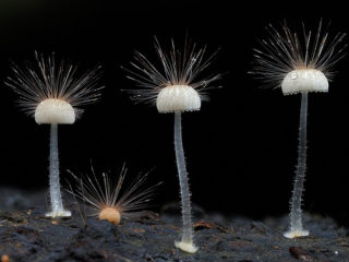 Karvainen mycena
