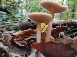 Colibia Azema (Gymnopus Azema): kuva ja kuvaus