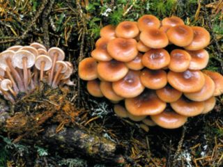 Collibia tungosta: kuva ja kuvaus