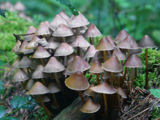Mycena pakrypo: aprašymas ir nuotrauka