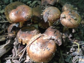 Salvetes pārslas (kokogles mīlošs, plēnes mīlošs folijs, kokogles mīlošs): foto un apraksts