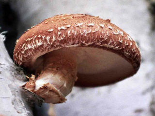 Šitake sēnes: kādas tās ir, kā izskatās un kur aug