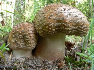 Amanita rožinė (pilkai rožinė, paraudusi): valgomo grybo nuotrauka ir aprašymas