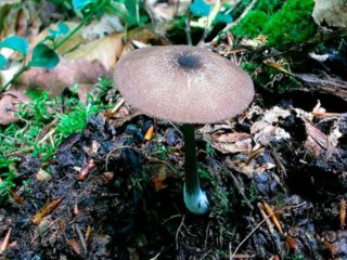 Rupja entoloma (raupja rozā plāksne): foto un apraksts