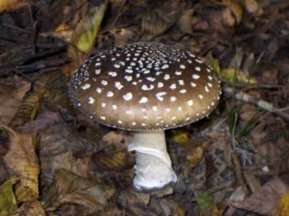 Amanita muscaria (สีเทา): รูปถ่ายและคำอธิบายสรรพคุณทางยา