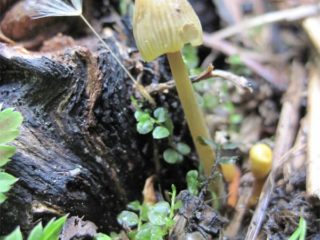 „Mycena“ geltona siena: aprašymas ir nuotrauka