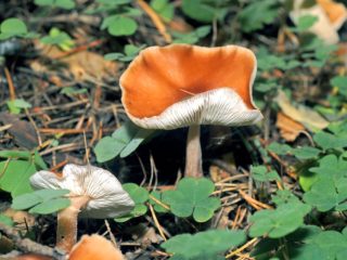 Kolibija išlenkta (Gymnopus lenkta): nuotrauka ir aprašymas