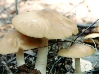 Entoloma pilkai balta (švino balta): nuotrauka ir aprašymas