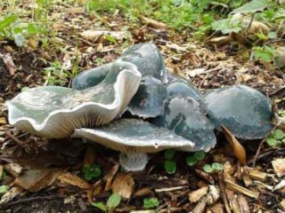 Stropharia taivaansininen (taivaansininen): kuva ja kuvaus