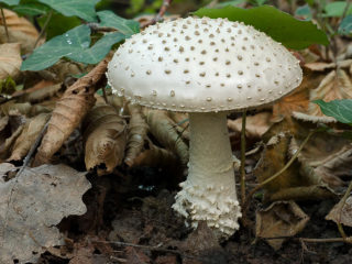 Amanita šeringai (šeriai storas žmogus, dygliuota musmirė): nuotrauka ir aprašymas