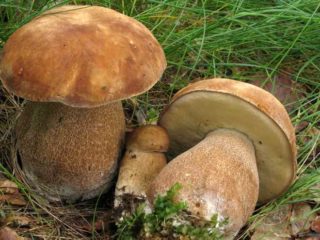 Purppuraverkko (valkoinen tammen sieni): kuvaus ja valokuva