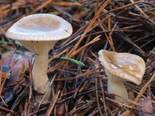 „Clawfoot“ pašnekovas: kaip jis atrodo, nuotrauka