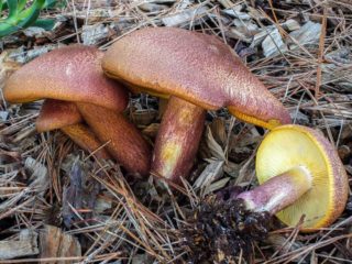 Dzeltenīgi sarkana rinda: foto un gatavošanas apraksts