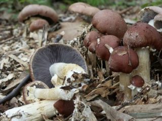 Stropharia ryppyinen-rengasmainen (rengasmainen): kuva ja kuvaus