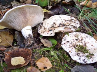 Fiddler: sagatavošana, kā sālīt un marinēt