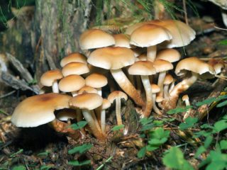 Madu palsu berwarna abu-abu (abu-abu lamellar, madu poppy): foto dan penerangan cara memasak